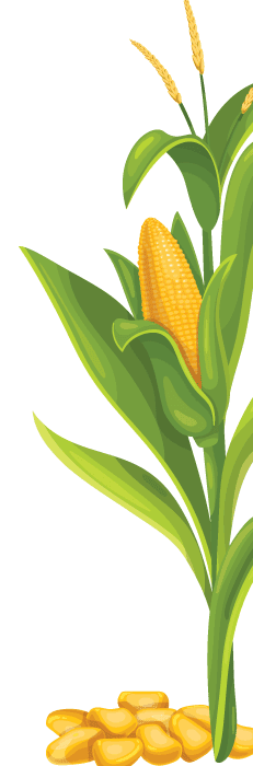 corn.png