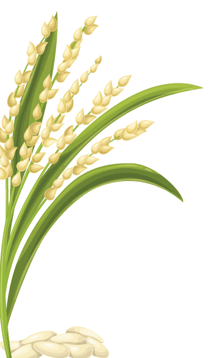 rice1.png